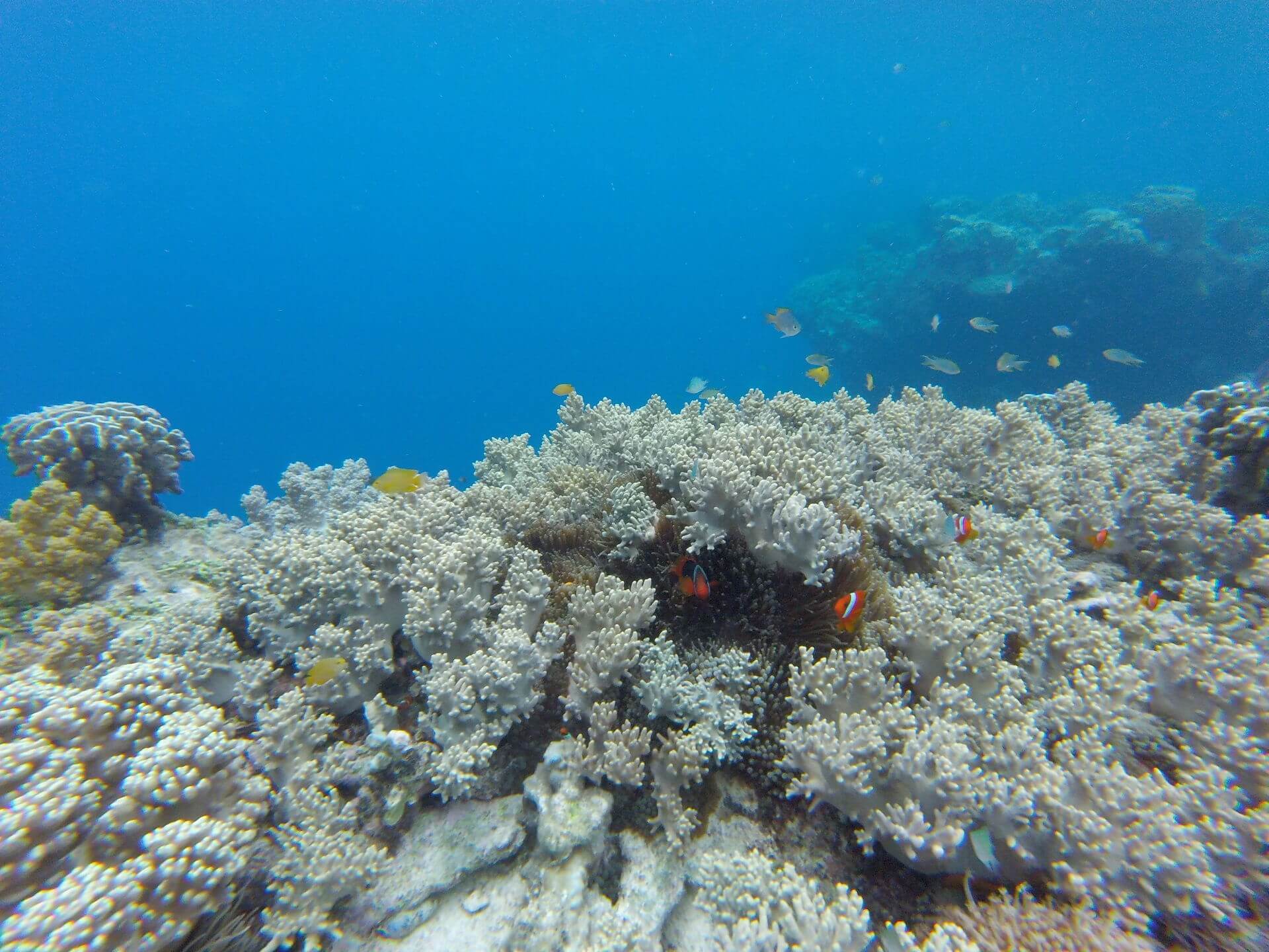 Pamilacan Snorkeling Coral Garden