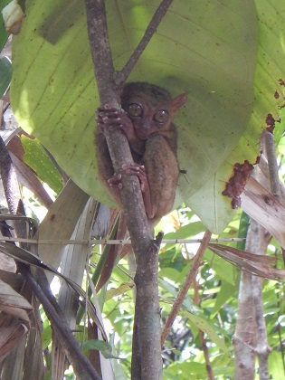 Visit the Tarsiers in the Tarsier Sanctuary in Bohol