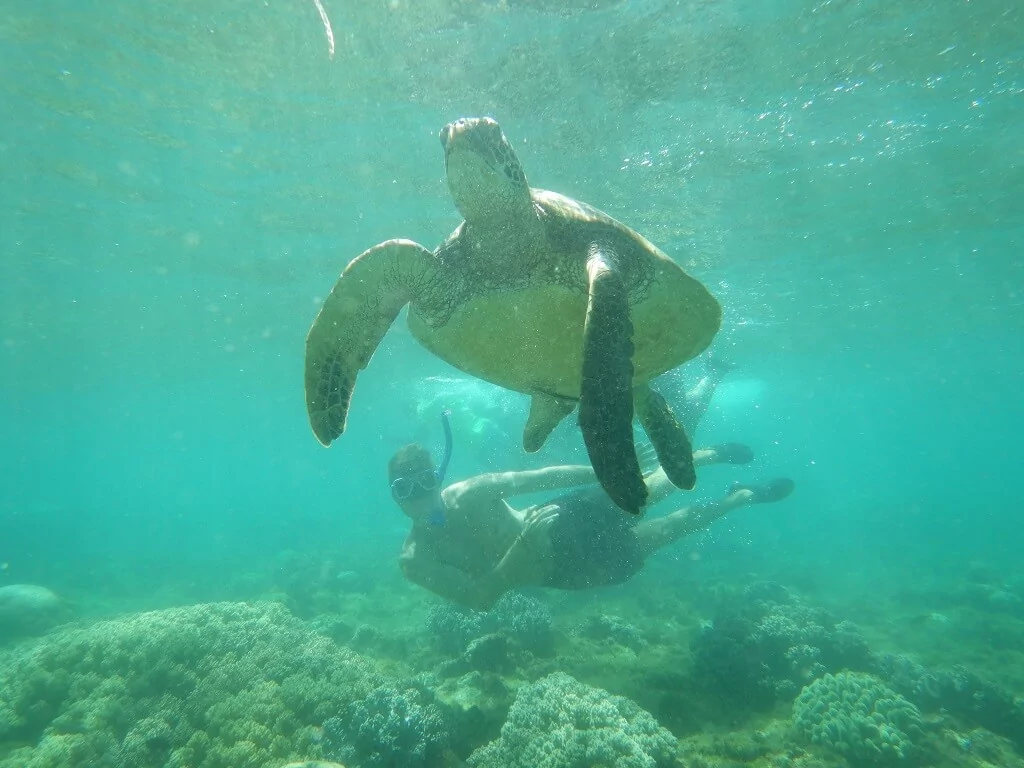 Snorkeling with turtles in Apo Island