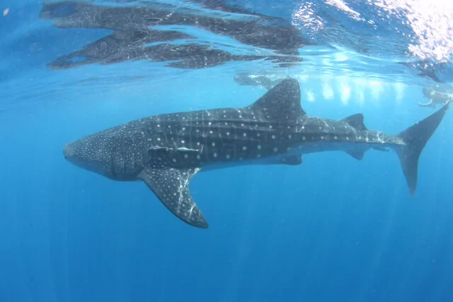 Whaleshark watching at the Elysia Beach Resort