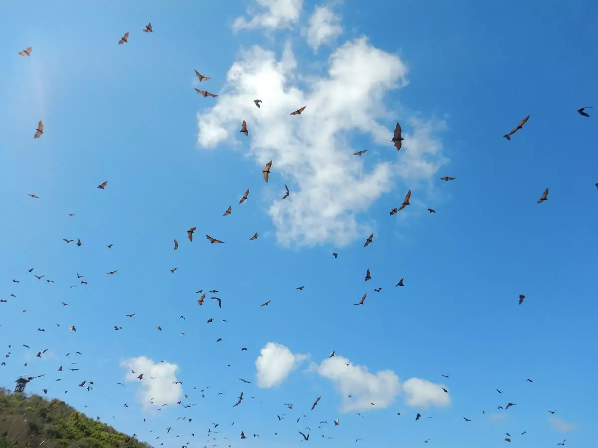 Bats flying in the sky at Flower Island Resort