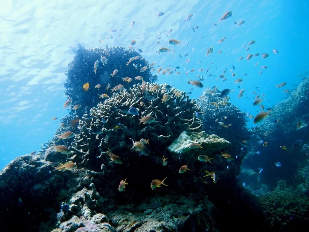 Stunning Coral Garden of Pamilacan Island